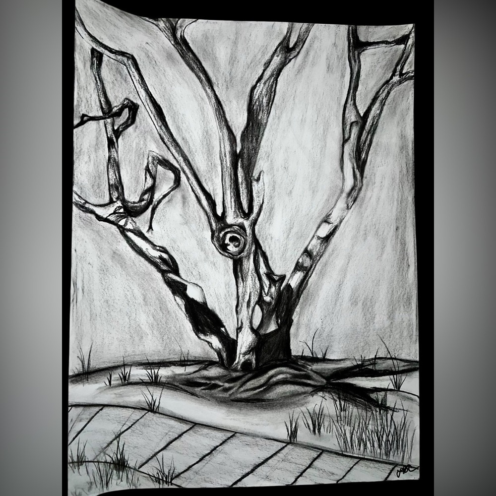 Original 18x24” charcoal drawing signed by artist Knotty Tree tells its Tale Art